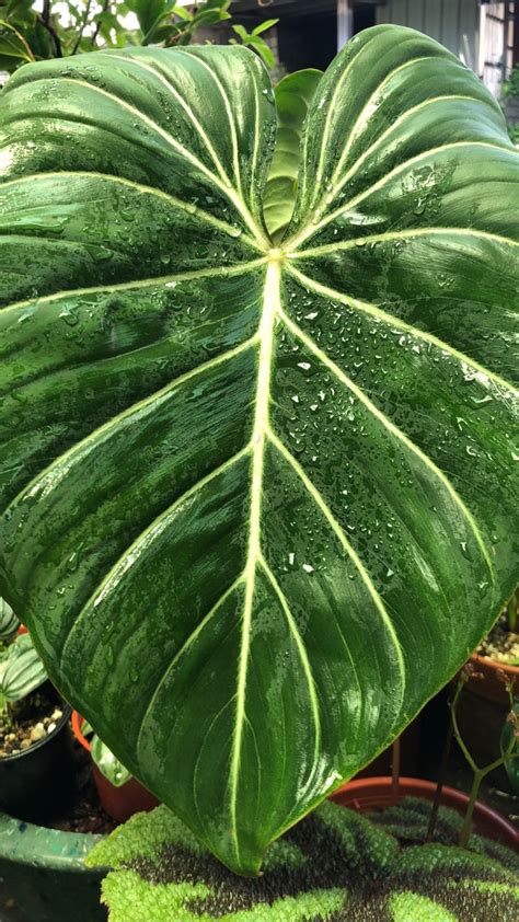 濃黃斑龜背芋|觀葉植物迷交流站 